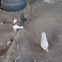 کبوتر