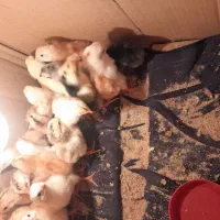 جوجه لاری میش زاییده