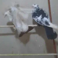 جفت دمبی|پرنده|اهواز, کیان اباد|دیوار