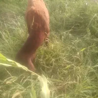 نربره