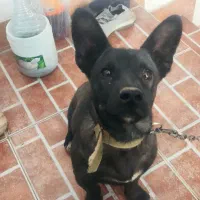 ژرمن بلک کوچک مشکی پنج ماهه