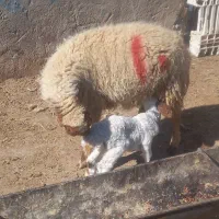 گوسفندابستن مطافیل بره بز