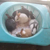 فروش خرگوش