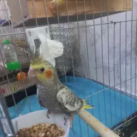 عروس هلندی