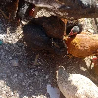 تعدادی مرغ تخمی لاری گلین گلپایگانی|حیوانات مزرعه|گنبکی, |دیوار