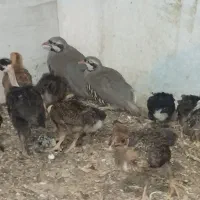 حراج تخم نطفه دار همین نوع بلدرچین