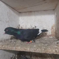 کبوتر رنگی غریب|پرنده|گرگان, |دیوار