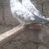 کبوترپرشی|پرنده|رشت, جهاد|دیوار