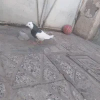 ۵ تا حیوون رنگی و سالم|پرنده|شاهرود, |دیوار