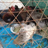 مرغ و خروس هندیجان