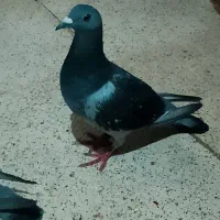 یک جفت کبوترپلاکی|پرنده|بندر ماهشهر, |دیوار