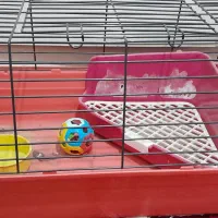 قفس خرگوش وخوکچه|لوازم جانبی حیوانات|تهران, جوادیه|دیوار