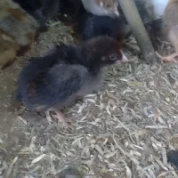 جوجه محلی جوجه بیست روزه|حیوانات مزرعه|کلاچای, |دیوار