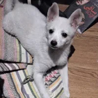 توله ۲ ماهه شیواوا  ماده