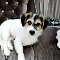 سگ نر نژاد اشپیتز ۴ ماهه( سیمبا)|سگ|رشت, ساغری سازان|دیوار