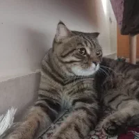 نیاز به گربه ماده جهت جفت