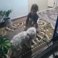 سگ ترییر اصل|سگ|آمل, |دیوار