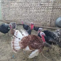 بوقلمون محلی