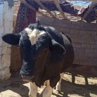 فروشیکعددگاونر