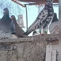 سرور|پرنده|شیراز, کفترک|دیوار