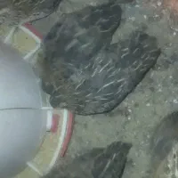 تخم بلدرچین نطفه دار جوجه بلدرچین و بلدرچین