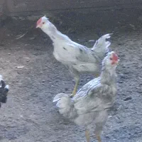 خروس و مرغ گلین