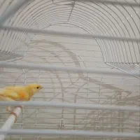 قناری سالم وسرحال