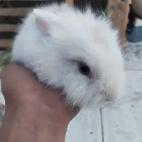 چارتا بچه خرگوش لپ خوشگل|موش و خرگوش|سبزوار, امام خمینی (ناوی)|دیوار