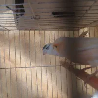 قناری نروماده