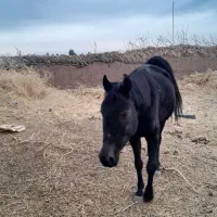 اسب|اسب و تجهیزات اسب‌سواری|رفسنجان, |دیوار