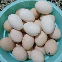 جوجه گلین۰ورورک وتخم نطفهدار تضمینی گلین و ورورک|حیوانات مزرعه|رباطکریم, شهرستانک|دیوار