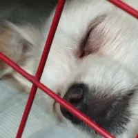 سگ پاکوتاه قیمت مقطوع ۱۳ میلیون