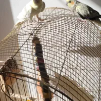 عروس هلندی خوشبخت