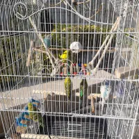 مرغ عشق رنگهای شاد|پرنده|عباسآباد, |دیوار