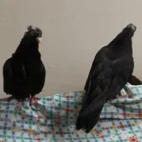 کلاغ اصلی|پرنده|سبزوار, همت|دیوار