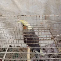 جوجه عروس هلندی|پرنده|شاندیز, |دیوار