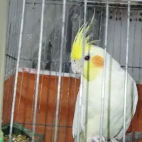 یک جفت عروس هلندی