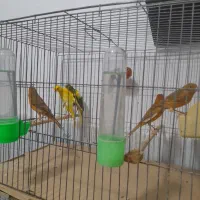 قناری اوپال رنگ دارچینی و سوخته|پرنده|رشت, ترمینال|دیوار