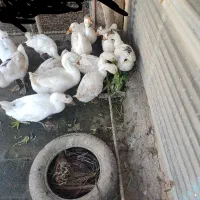 غوغاز و غاز معمولی