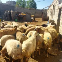 گوسفند جوان