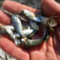 بچه ماهی فیتوفاک