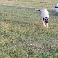 دزدیده شدن|حیوانات|ماکو, |دیوار