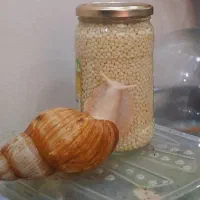 خاویار حلزون صادراتی