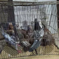 کبوتر جوانه خوب ضمانت پرش و نابلدی