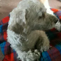 شیتزو نر ۳ سالو نیم