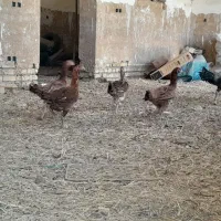 مرغ.خوروس.لاری