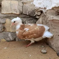 جوجه شازده زرد کاکلی کله دم سبز