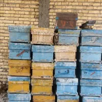کندو زنبور|حیوانات مزرعه|مرودشت, فاز اول شهرک فرهنگیان|دیوار