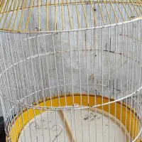 قفس پرنده|لوازم جانبی حیوانات|شاهرود (اردبیل), |دیوار