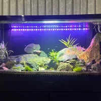 اکواریوم پلنت حرفه ای ۱۲۰ * ۵۰ * ۶۰